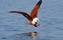 Brahminy Kite - Haliastur Indus